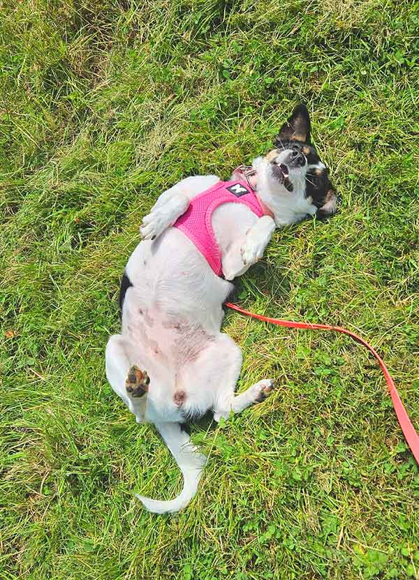 kensi jack russel femelle de 4 ans à adopter au refuge sos animaux 78 au Chesnay Rocquencout près de versailles